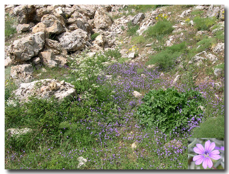 I tesori delle Madonie: Aricia eumedon (Lycaenidae)